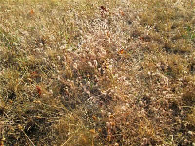 Hasen-Klee (Trifolium arvense) in Hockenheim