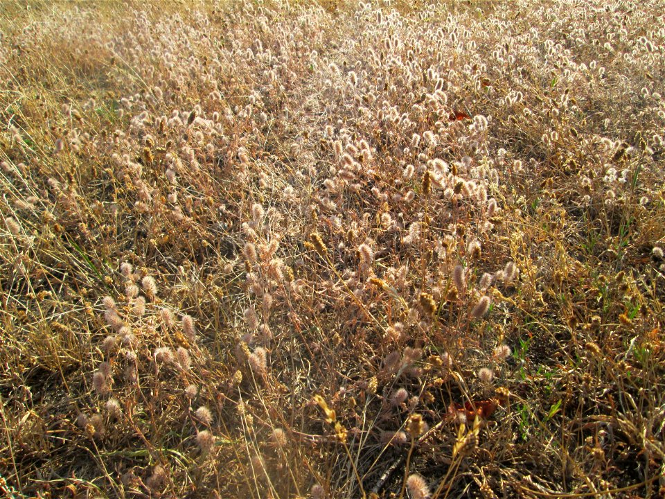 Hasen-Klee (Trifolium arvense) in Hockenheim