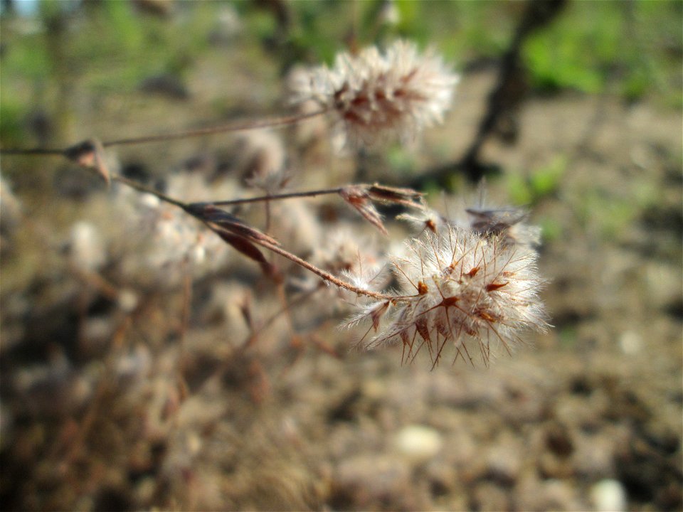 Hasen-Klee (Trifolium arvense) auf einem Sandplatz in Hockenheim
