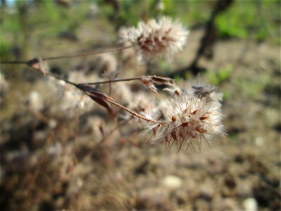 Hasen-Klee (Trifolium arvense) auf einem Sandplatz in Hockenheim