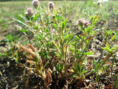 Hasen-Klee (Trifolium arvense) auf einer Parkplatzwiese in Hockenheim