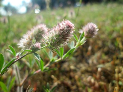 Hasen-Klee (Trifolium arvense) auf einer Wiese oberhalb vom Osthafen in Saarbrücken