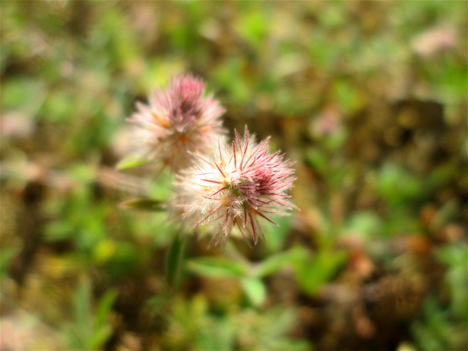 Hasen-Klee (Trifolium arvense) auf einer Wiese oberhalb vom Osthafen in Saarbrücken