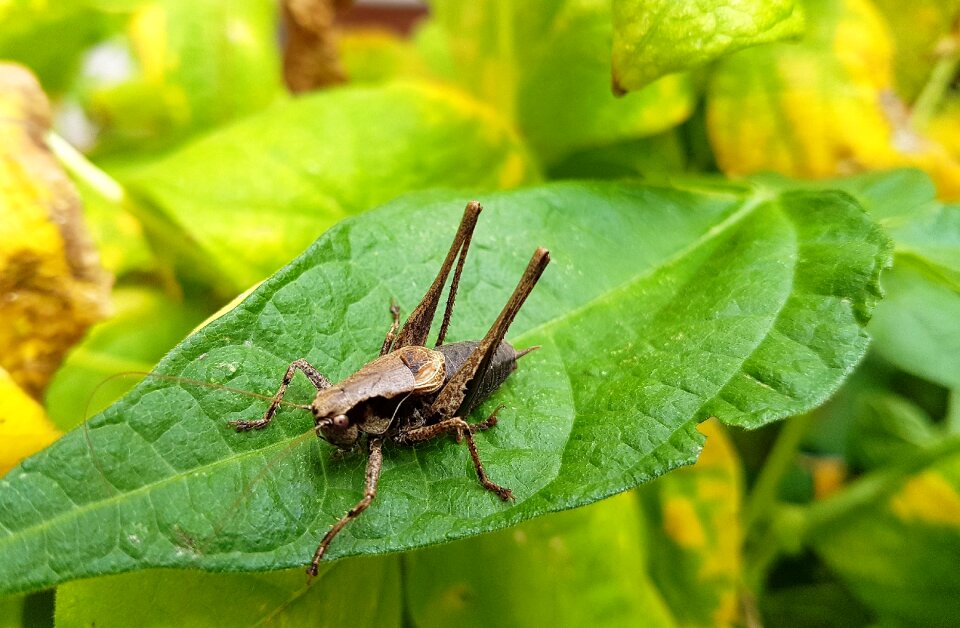 Leaf nature grasshopper photo