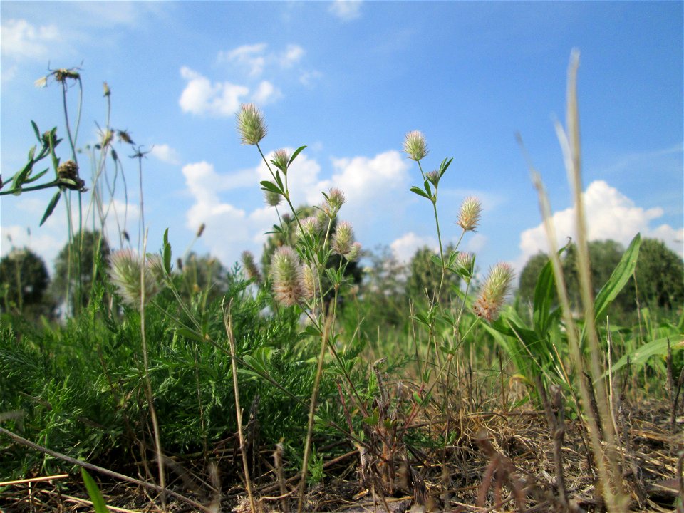 Hasen-Klee (Trifolium arvense) auf einer Wiese oberhalb vom Osthafen Saarbrücken