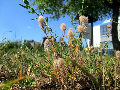 Hasen-Klee (Trifolium arvense) in Brebach