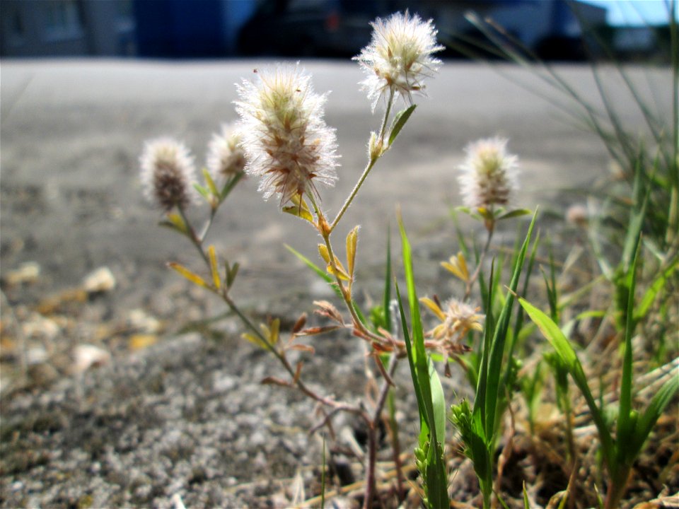 Hasen-Klee (Trifolium arvense) in Brebach