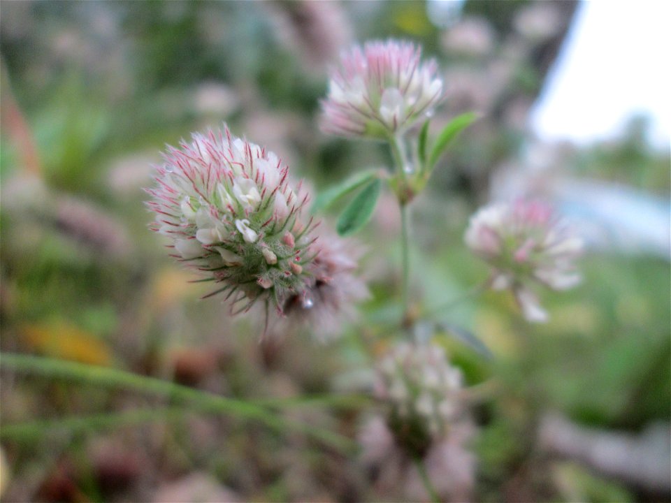 Hasen-Klee (Trifolium arvense) in Saarbrücken