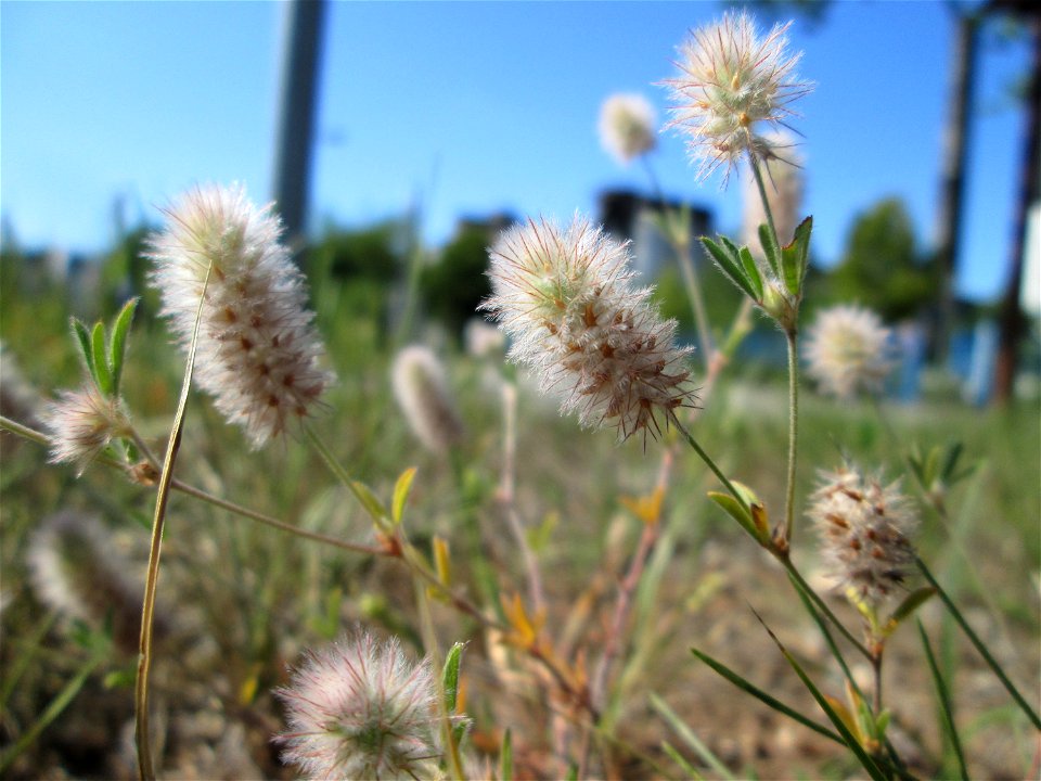 Hasen-Klee (Trifolium arvense) in Brebach
