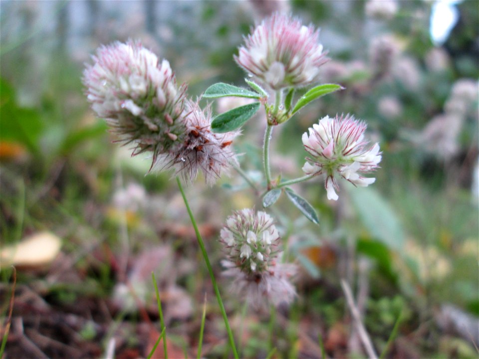 Hasen-Klee (Trifolium arvense) in Saarbrücken
