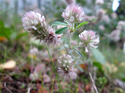Hasen-Klee (Trifolium arvense) in Saarbrücken