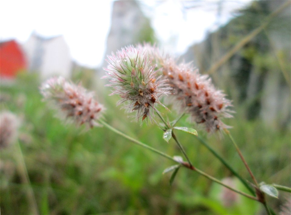 Hasen-Klee (Trifolium arvense) in Saarbrücken