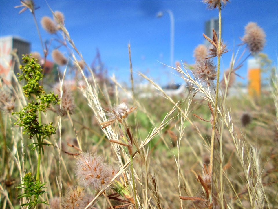 Hasen-Klee (Trifolium arvense) neben der Saarbahnhaltestelle „Römerkastell“ in Saarbrücken