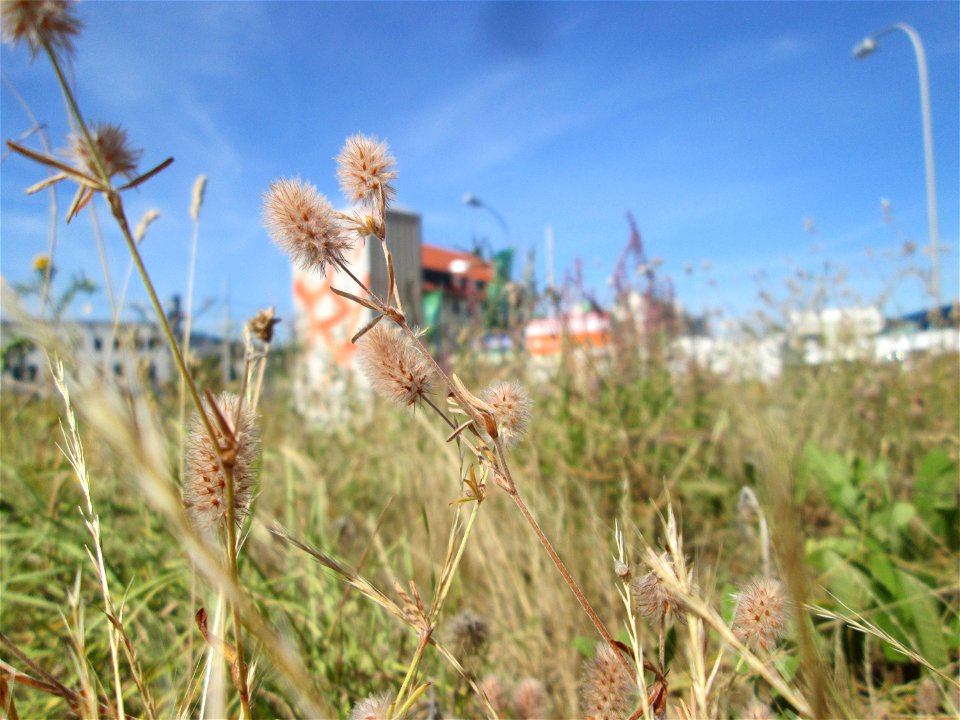Hasen-Klee (Trifolium arvense) neben der Saarbahnhaltestelle „Römerkastell“ in Saarbrücken
