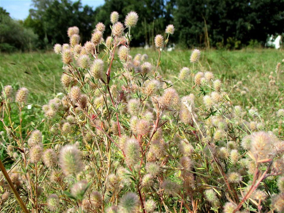 Hasen-Klee (Trifolium arvense) in Brebach