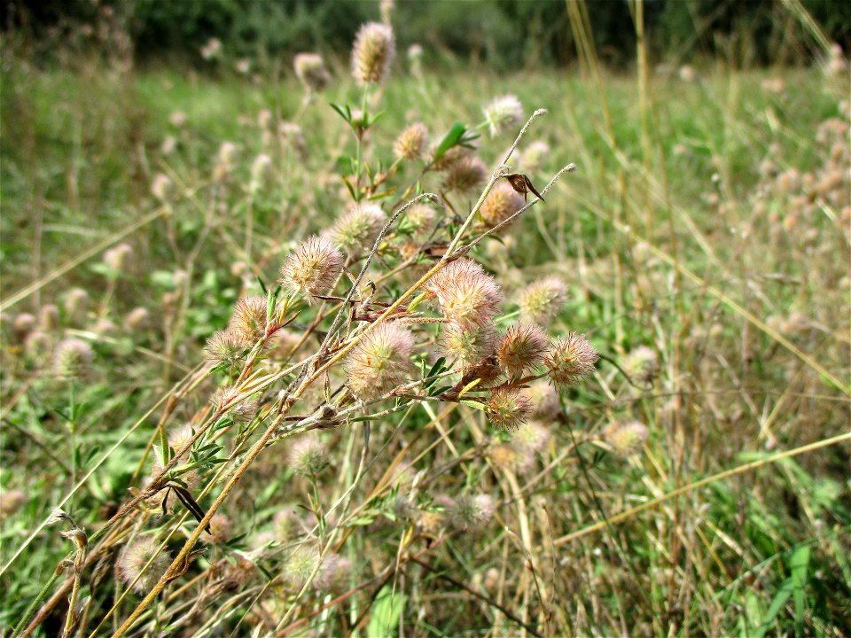 Hasen-Klee (Trifolium arvense) in Brebach