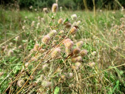 Hasen-Klee (Trifolium arvense) in Brebach
