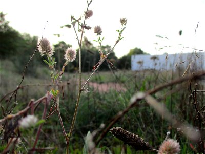 Hasen-Klee (Trifolium arvense) in einer Heidelandschaft in Brebach