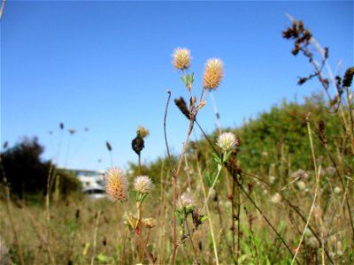 Hasen-Klee (Trifolium arvense) in einer Heidelandschaft in Brebach