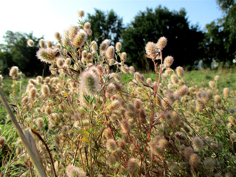Hasen-Klee (Trifolium arvense) in Brebach
