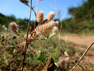 Hasen-Klee (Trifolium arvense) in einer Heidelandschaft in Brebach