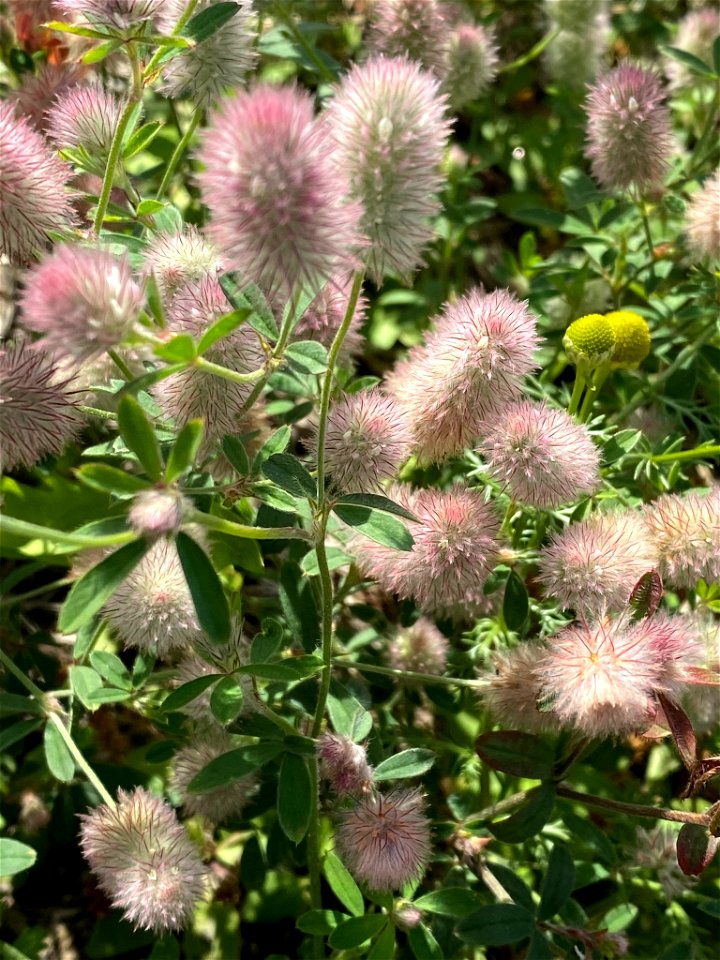rabbitfoot clover (Trifolium arvense)