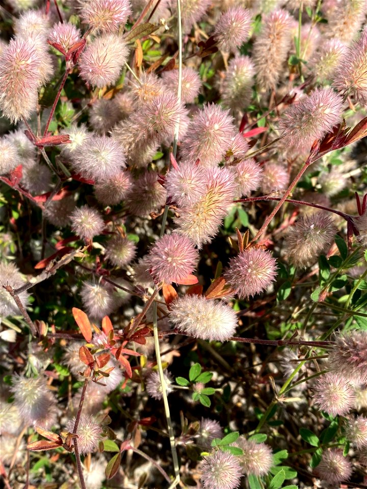 rabbitfoot clover (Trifolium arvense)