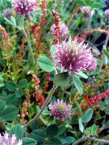 Trifolium sp. flowers close up, Las Lagunillas, Sierra Madrona, Spain