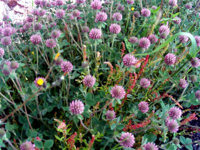 Trifolium sp. habit, Sierra Madrona, Spain