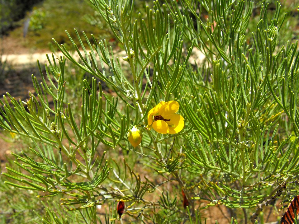 Senna artemisioides syn. Cassia artemisioides at the Water Conservation Garden at Cuyamaca College in El Cajon, California, USA.