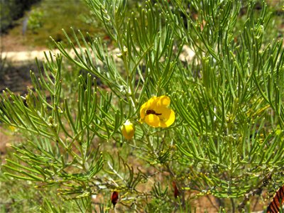 Senna artemisioides syn. Cassia artemisioides at the Water Conservation Garden at Cuyamaca College in El Cajon, California, USA.