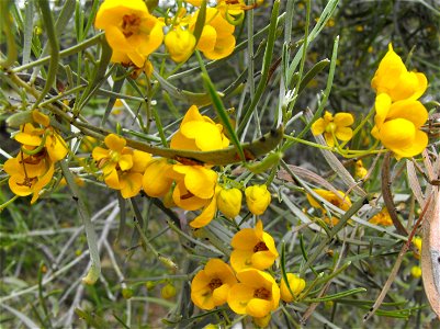 — syn. Cassia phyllodinea. Endemic to Australia. Ornamental tree cultivated in temperate climates. At the San Diego Botanic Garden (formerly Quail Botanical Gardens) in Encinitas, California. Identifi photo