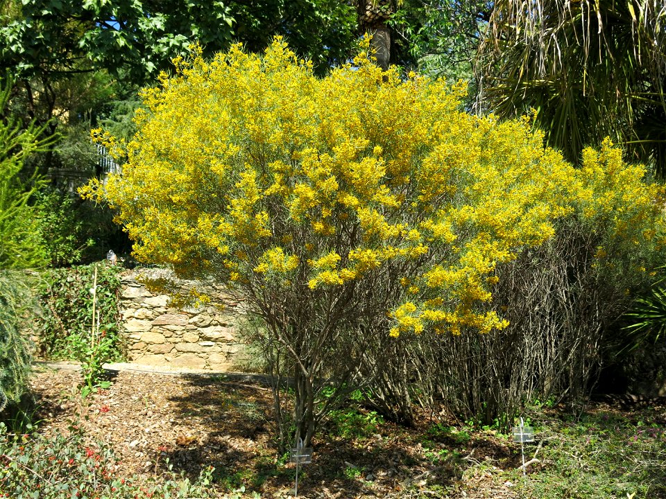 Senna artemisioides in parc Gonzalez in Bormes-les-Mimosas (Var, France). Plant identified by its botanic label.