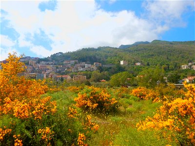 brooms in flower in the  Patrì river at Fondachelli Fantina, Sicily