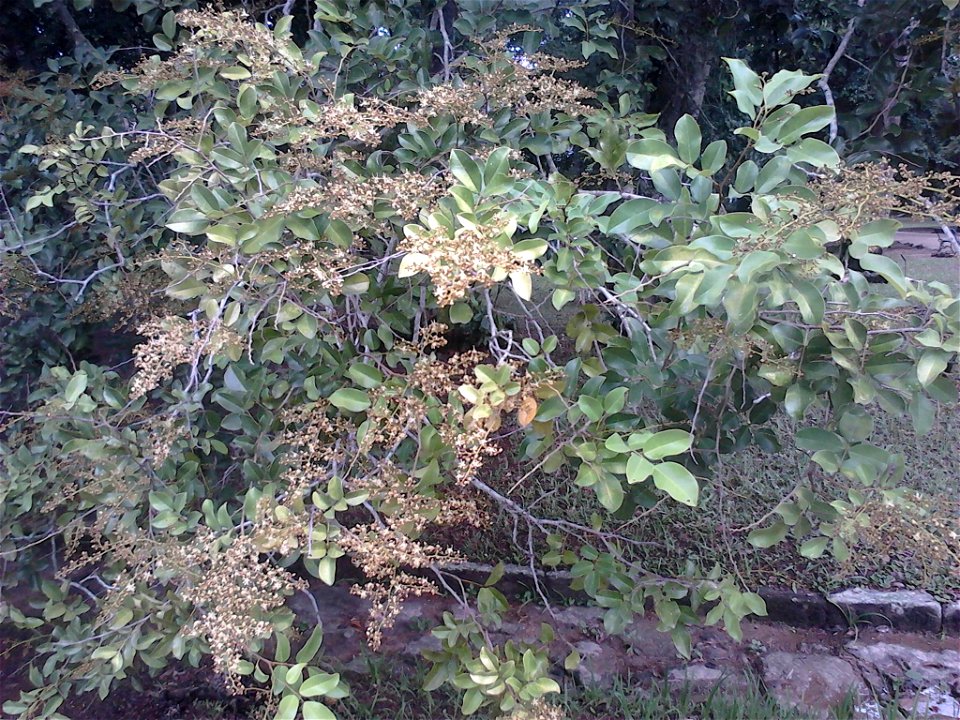 Dialium guineense in Jardim Botânico do Rio de Janeiro