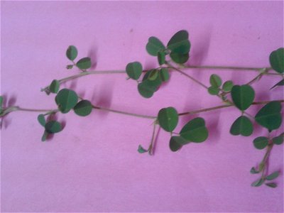 சிறு புள்ளடி   
Botanical name -   Desmodium triphlorum
Common name - Three-flower beggarweed
Rich in polyphenols ; Leaf poultice  is  applied on wounds ;Plant is used for nervous system

stimula