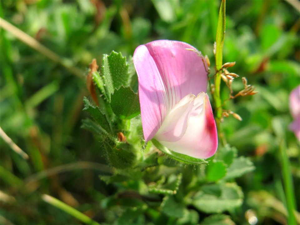 Kriechende Hauhechel (Ononis spinosa subsp. procurrens) am Schalkenmehrener Maar