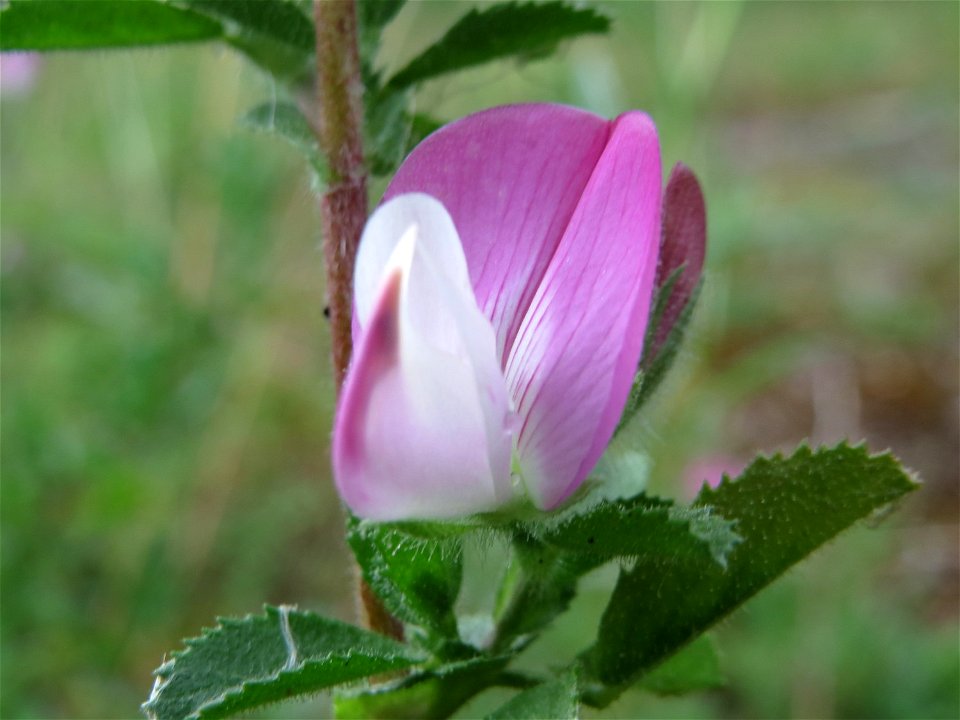 Kriechende Hauhechel (Ononis spinosa subsp. procurrens) im Naturschutzgebiet Birzberg