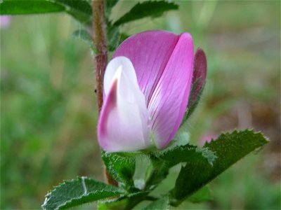 Kriechende Hauhechel (Ononis spinosa subsp. procurrens) im Naturschutzgebiet Birzberg