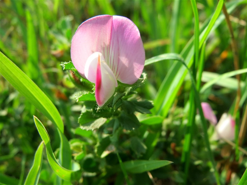 Kriechende Hauhechel (Ononis spinosa subsp. procurrens) am Schalkenmehrener Maar