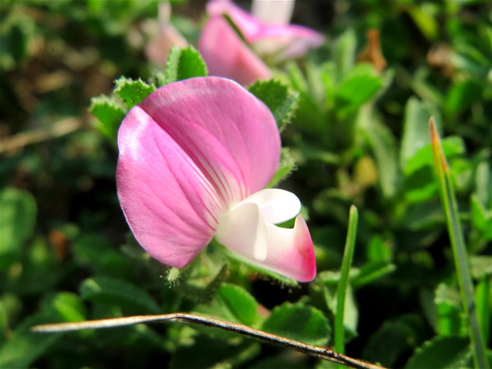 Kriechende Hauhechel (Ononis spinosa subsp. procurrens) am Schalkenmehrener Maar
