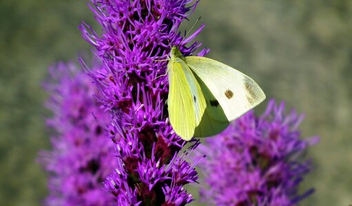 Latria kłosowa nature closeup