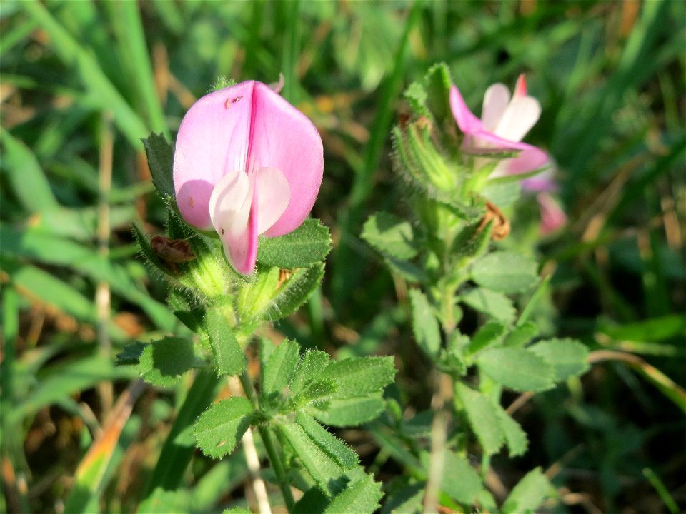 Kriechende Hauhechel (Ononis spinosa subsp. procurrens) am Schalkenmehrener Maar