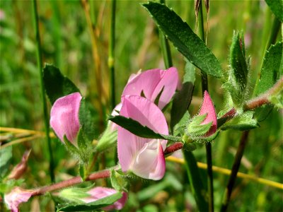 Kriechende Hauhechel (Ononis spinosa subsp. procurrens) bei Nußloch