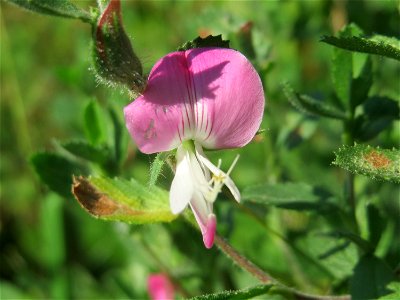 Kriechende Hauhechel (Ononis spinosa subsp. procurrens) in Hockenheim