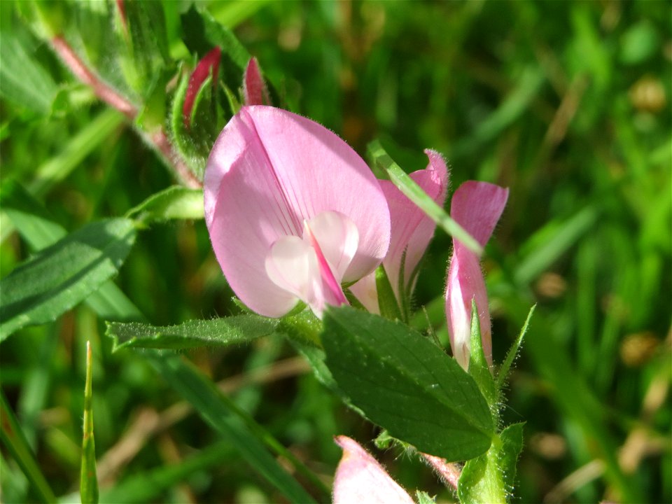 Kriechende Hauhechel (Ononis spinosa subsp. procurrens) bei Nußloch