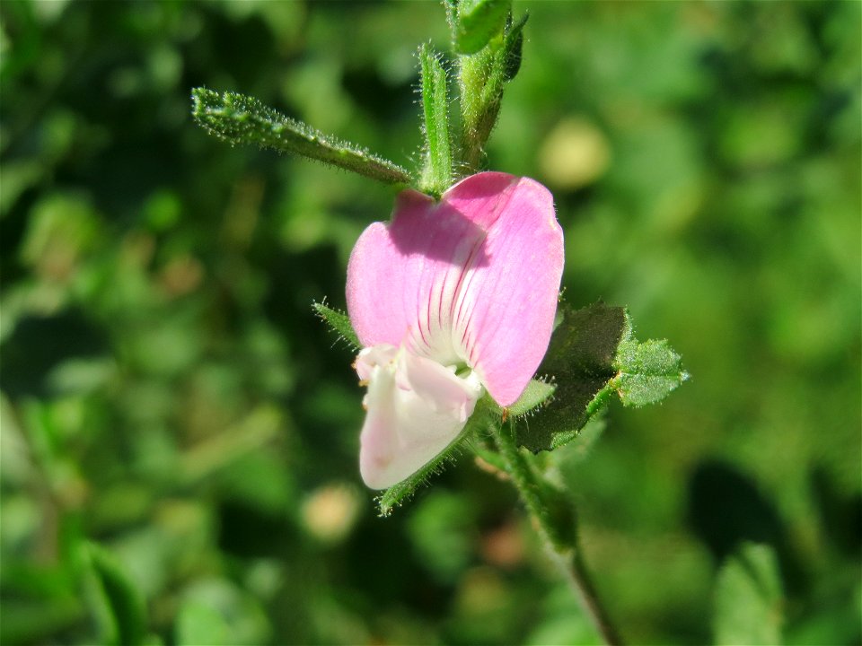 Kriechende Hauhechel (Ononis spinosa subsp. procurrens) in Hockenheim