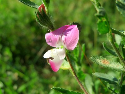 Kriechende Hauhechel (Ononis spinosa subsp. procurrens) in Hockenheim