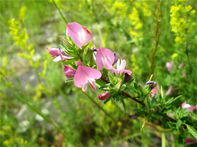 Dornige Hauhechel (Ononis spinosa) am Rheinufer im Naturschutzgebiet „Ketscher Rheininsel“