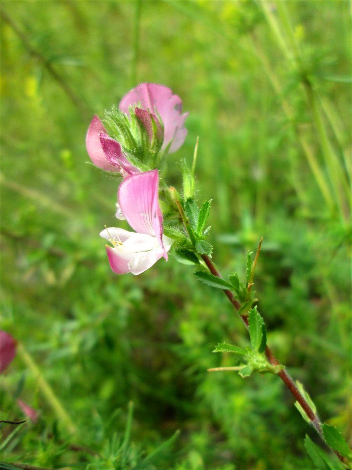 Dornige Hauhechel (Ononis spinosa) am Rheinufer im Naturschutzgebiet „Ketscher Rheininsel“